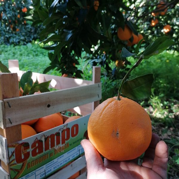 raccolta arance di Sicilia Campo