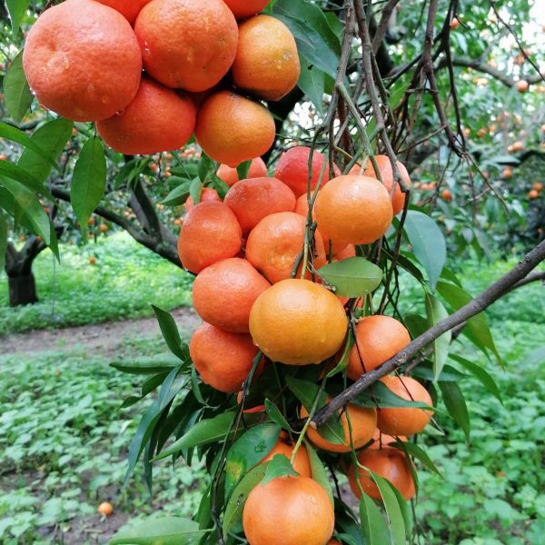 albero arance siciliane