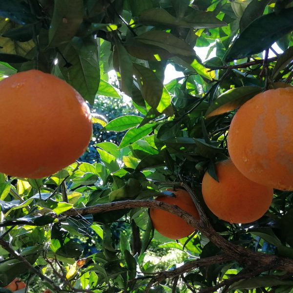raccolta arance siciliane