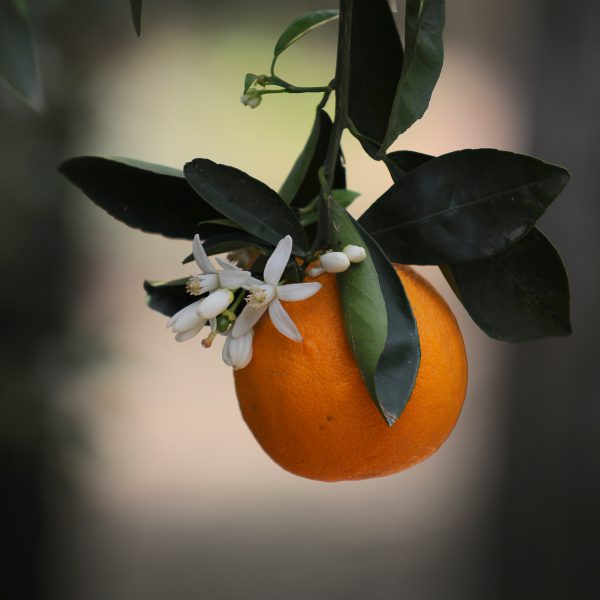 arancia in fiore