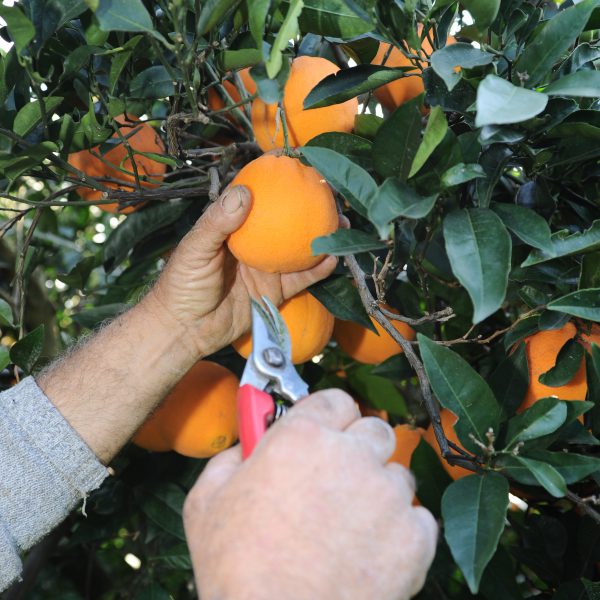 raccolta arance
